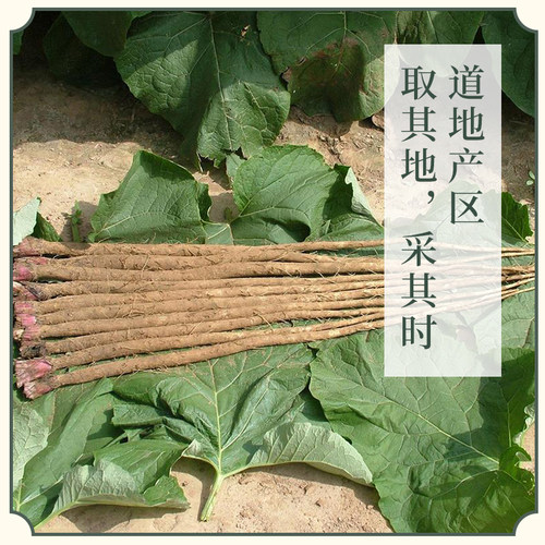 万物本草 完整切片黄金牛蒡泡茶浓香 道地产地药食同源 - 图2