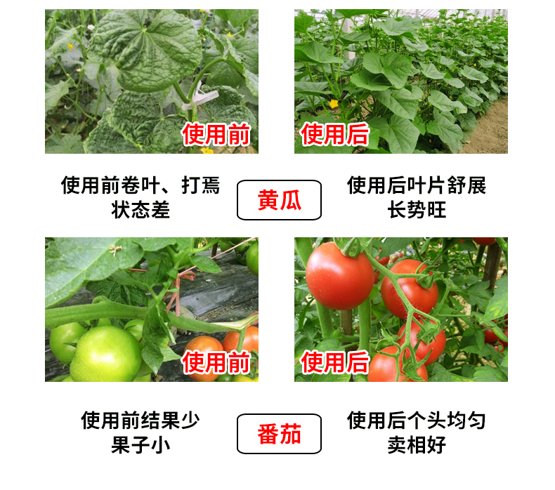 枯草芽孢菌杆菌土传病害根腐病草莓兰花番茄黄瓜农用微生物菌剂 - 图2