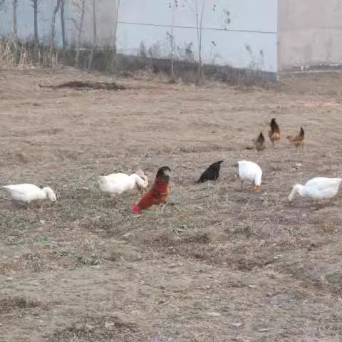 微山湖散养鹅新鲜现杀老鹅大白鹅大鹅肉草鹅土鹅肉活鹅鹅肝肠生鲜,淘宝优惠券,粉丝福利购,淘宝优惠卷