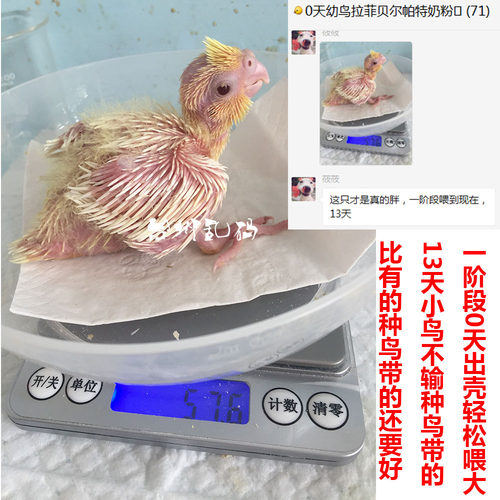 新品原装西班牙帕特中小型鹦鹉雏鸟奶粉人工电孵化0天玄凤初乳/食 - 图2