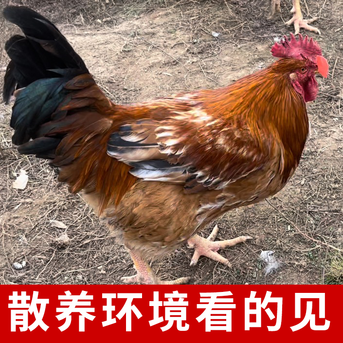 超大土公鸡正宗土鸡农家散养鸡肉新鲜整只柴鸡笨鸡走地鸡新鲜现杀 - 图2