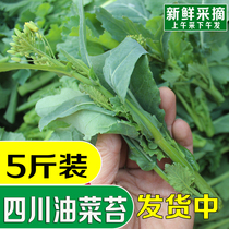 Sichuan canola Tweed Tweed Tweed Tweed Tweed Tweed Fresh Vegetables Green brassica Tweed Tweed Tweed