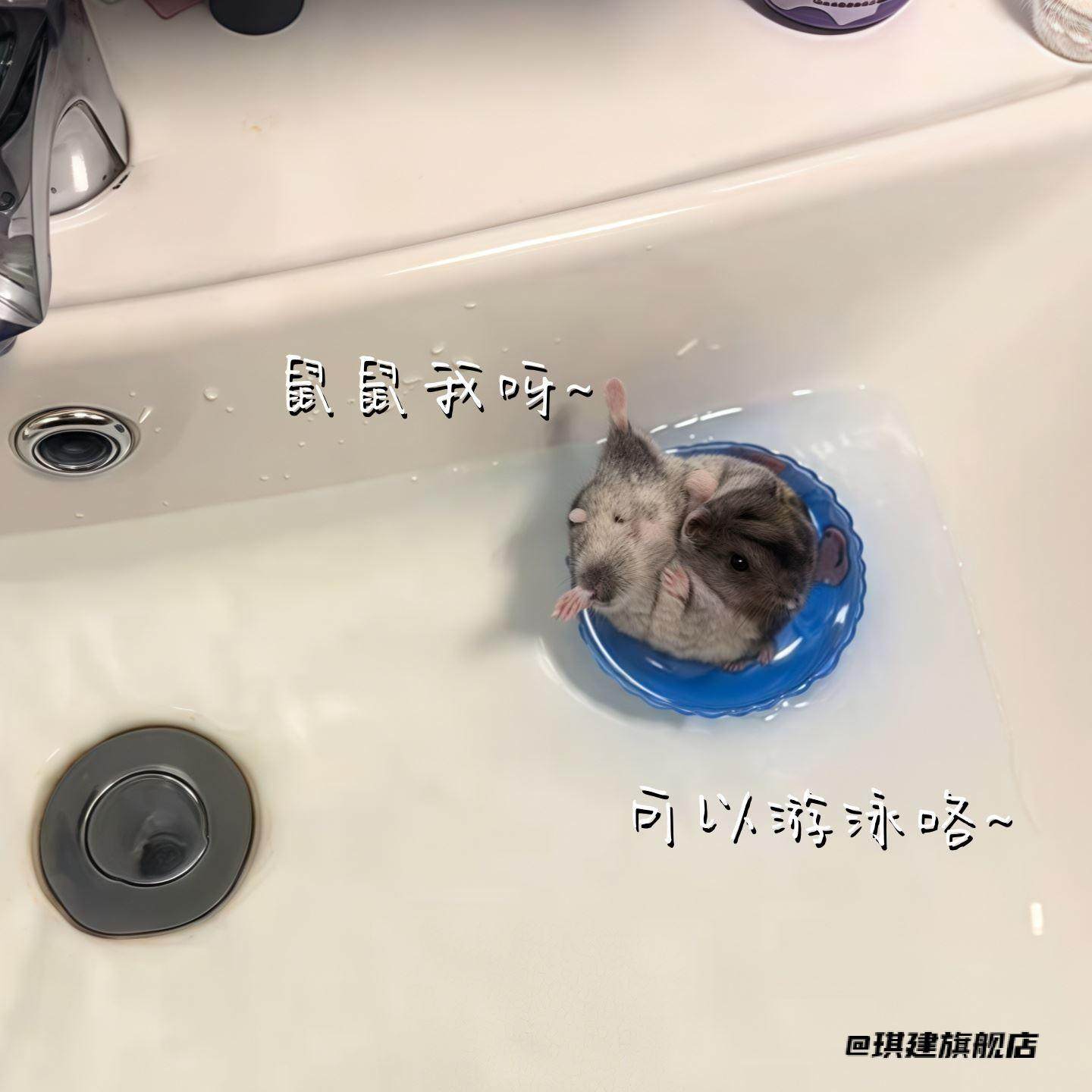 鹦鹉游泳圈小宠物用装饰小仓鼠泳圈小鸟玩具道具解压洗澡乌龟泳圈,淘宝优惠券,粉丝福利购,淘宝优惠卷