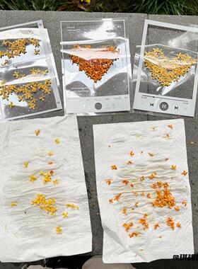 桂花书签标本干花压花手工材料包
