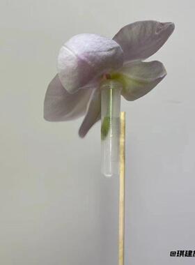 多规格鲜花营养管适配粗细枝干
