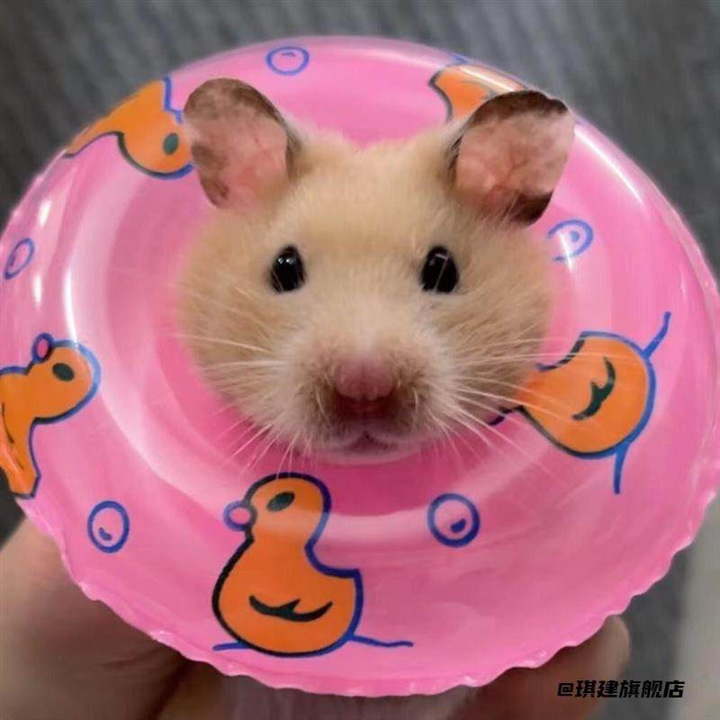 解闷拍摄解压洗澡装饰小宠物用道具乌龟泳圈鹦鹉游泳圈小鸟玩具,淘宝优惠券,粉丝福利购,淘宝优惠卷