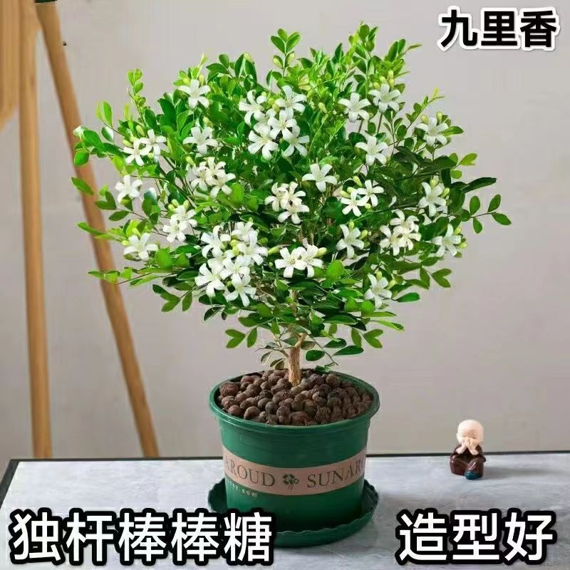 新品九里香七里香盆栽室内庭院阳台四季常青驱蚊植物花卉特价包邮-图1