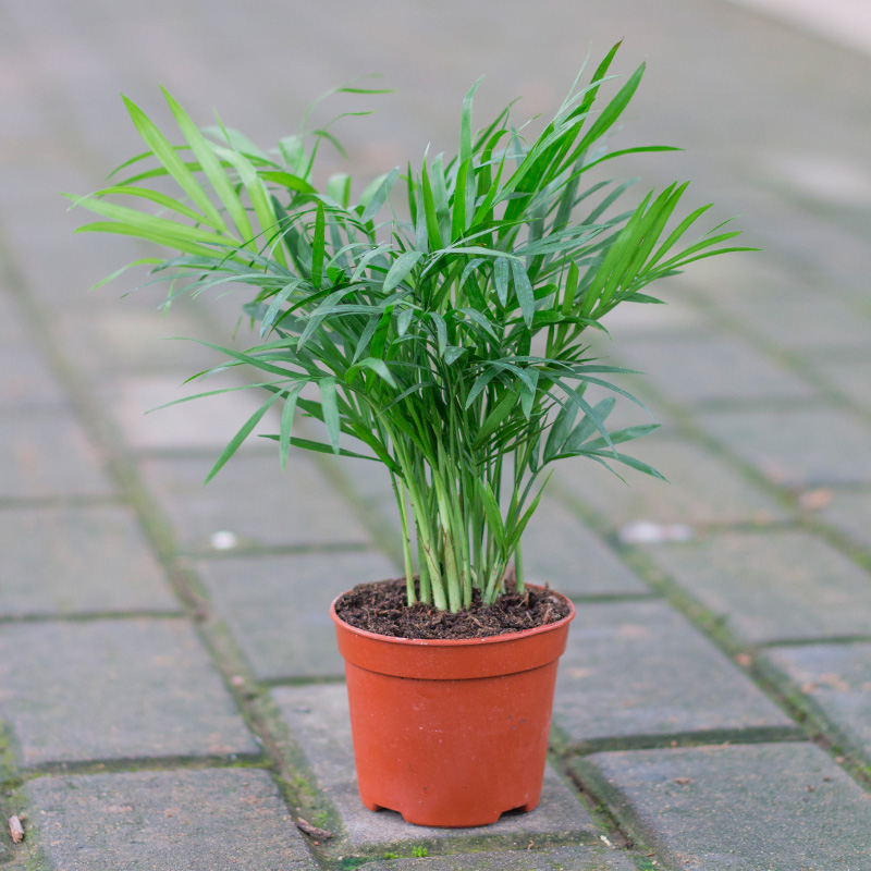 散尾葵植物盆栽客厅凤尾竹室内大型绿植办公室好养净化空气除甲醛-图1