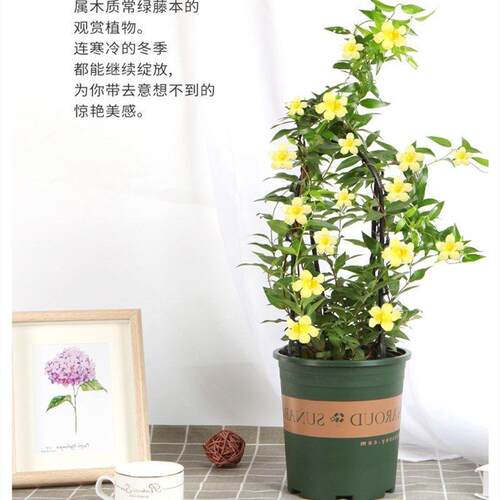 法国香水藤爬藤植物盆栽四季花卉飘香藤茉莉花室内外阳台耐寒植物 - 图1