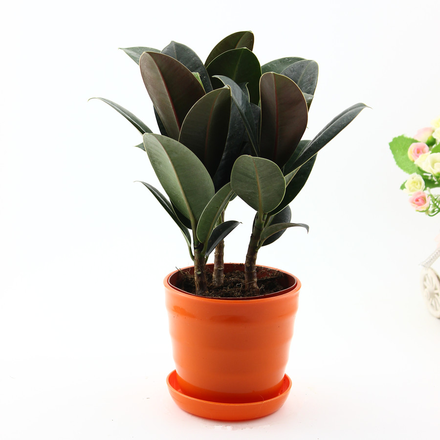 黑金刚橡皮树花卉绿植室内小盆栽观叶植物书房办公桌客厅好养包邮