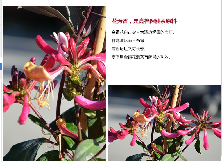 爆款盆栽花卉客厅茶叶鲜花提神非常夏季园艺 金银花盆栽可以泡茶
