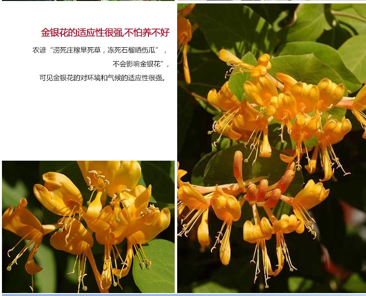 爆款盆栽花卉客厅茶叶鲜花提神非常夏季园艺 金银花盆栽可以泡茶