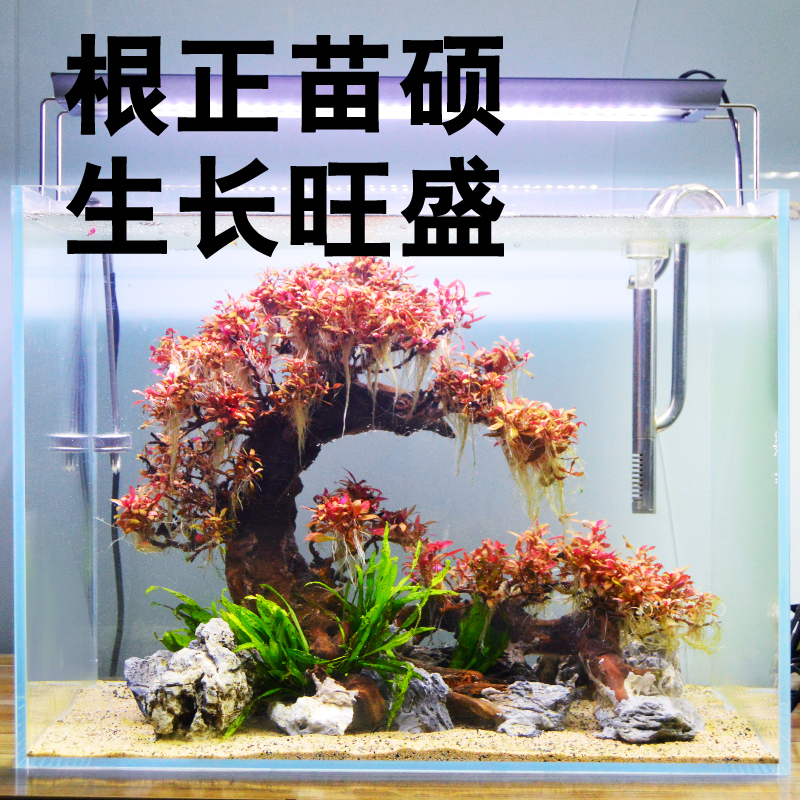 鱼缸水草造景套餐植物无菌杯增氧真水草趴地迷你矮珍珠草水榕活体 - 图1