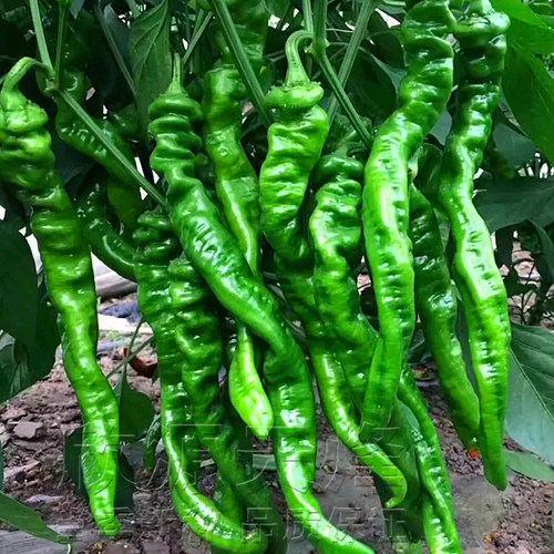 螺丝椒种籽基地四季巨陇辣椒特大春秋蔬菜种孑子长羊角椒阳台盆栽 - 图1