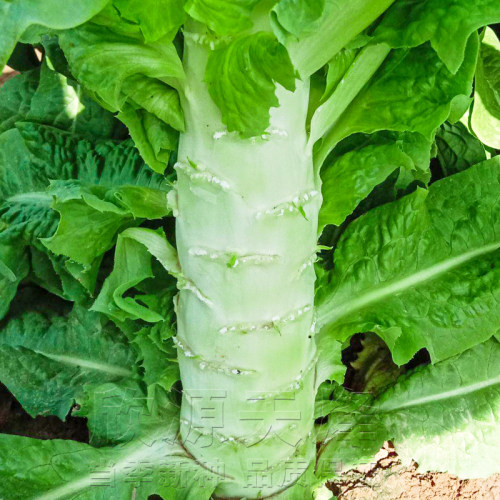 莴笋种子绿肉夏秋季四季白皮小尖叶莴苣蔬菜种籽耐寒耐热盆栽菜园 - 图0