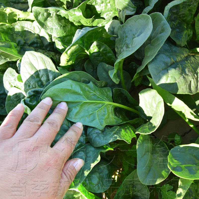 日本大叶菠菜种籽耐热高产红根蔬菜青菜种孑子四季阳台盆栽可食用-图1