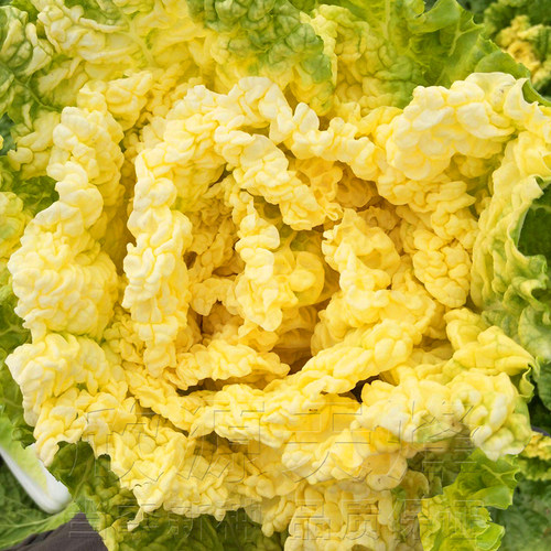 早熟桔心黄大白菜种子耐热耐寒鸡蛋黄种籽春秋季黄芽黄心蔬菜种孑 - 图0