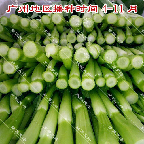 菜心菜种籽28阳台四季播迟花甜菜心夏季种植广东菜苔菜薹蔬菜种孑 - 图2
