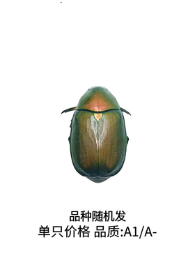 未整姿昆虫中华丽金龟DIY材料