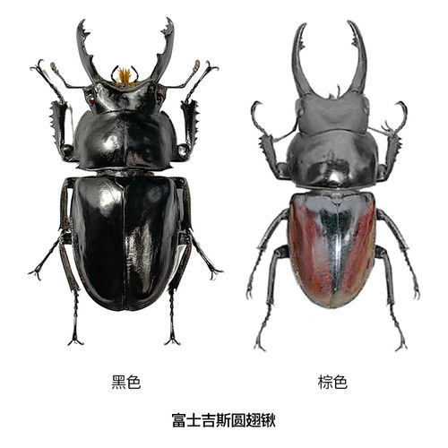 真昆虫甲虫蝴蝶大兜虫金龟子锹甲蝉科天牛未整姿原蝶原虫标本DIY - 图0