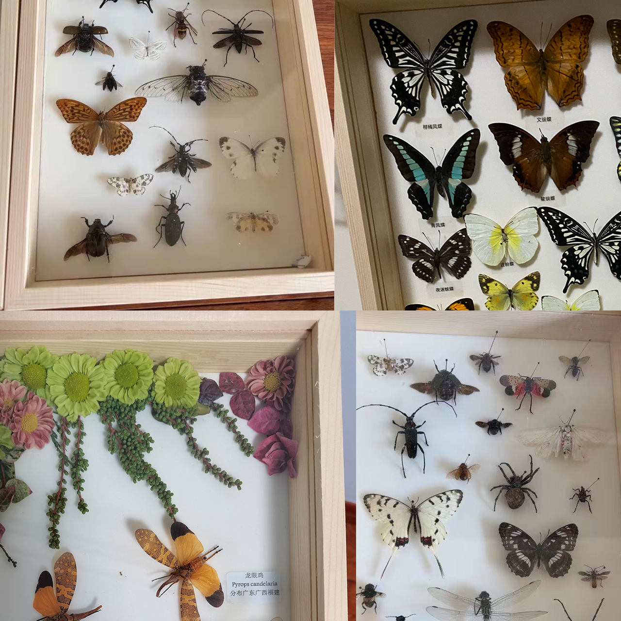 松木实木标本盒昆虫标本玻璃展示框蝴蝶标本diy手工标本存放盒 - 图0