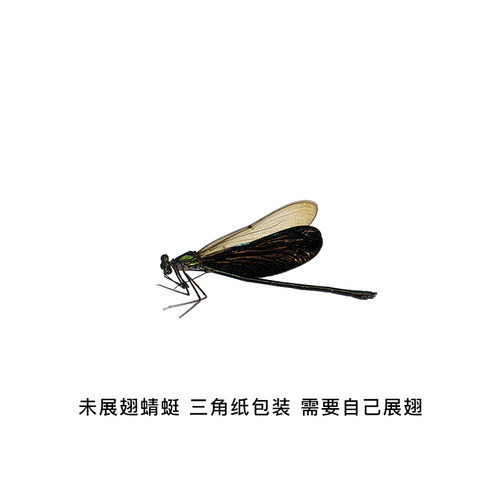 华艳色蟌 蜻蜓 色蟌标本材料 未展翅昆虫 昆虫标本 科普教学收藏 - 图2