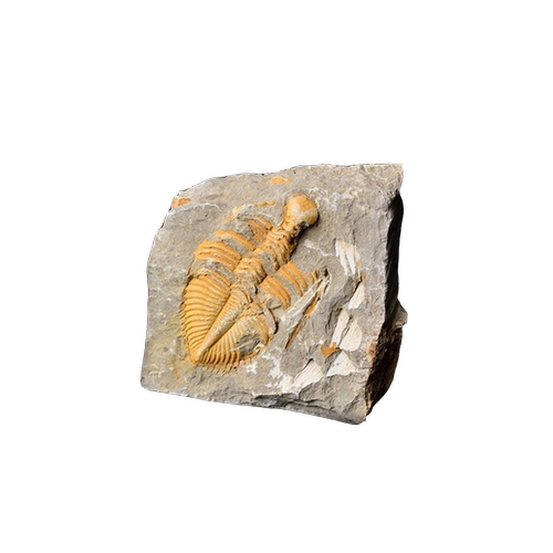 天然古生物化石标本三叶虫正负模王冠虫科普教学摆件原石水晶石头 - 图3