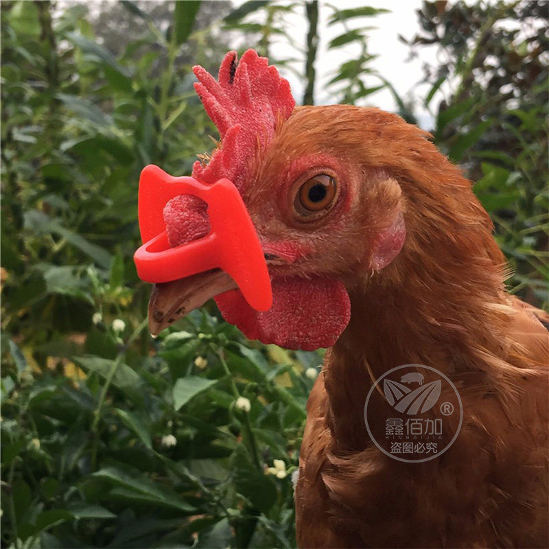 无栓鸡眼镜 防啄型鸡眼罩中号大号鸡眼罩 山鸡土鸡眼镜养鸡用品,淘宝优惠券,粉丝福利购,淘宝优惠卷