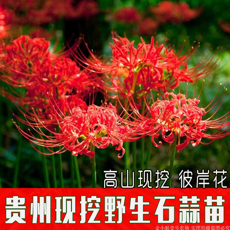 贵州高山阳台石蒜苗彼岸花绿植花卉曼珠沙华室内植物盆栽带泥发 - 图1