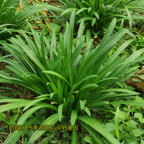 贵州野韭菜根苗宽叶大叶韭菜老品种石韭菜农家韭菜食用观赏好种 - 图1