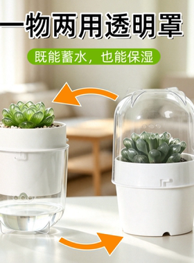 透明罩闷养自吸保湿透气花盆