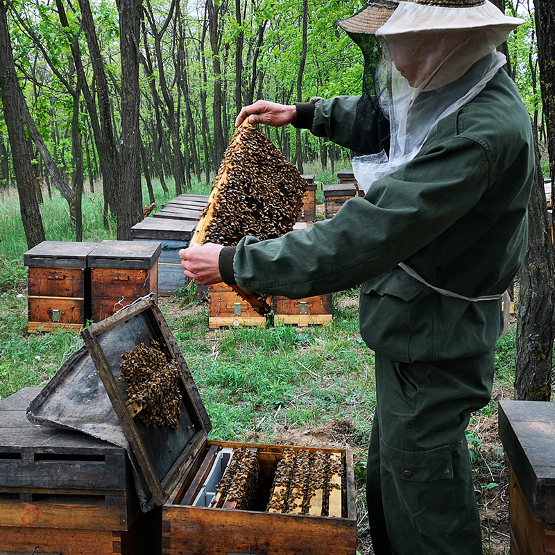 景泰条山农场景卉百花三皇宝蜂蜜洋槐枣花枸杞巢蜜1900克 - 图0