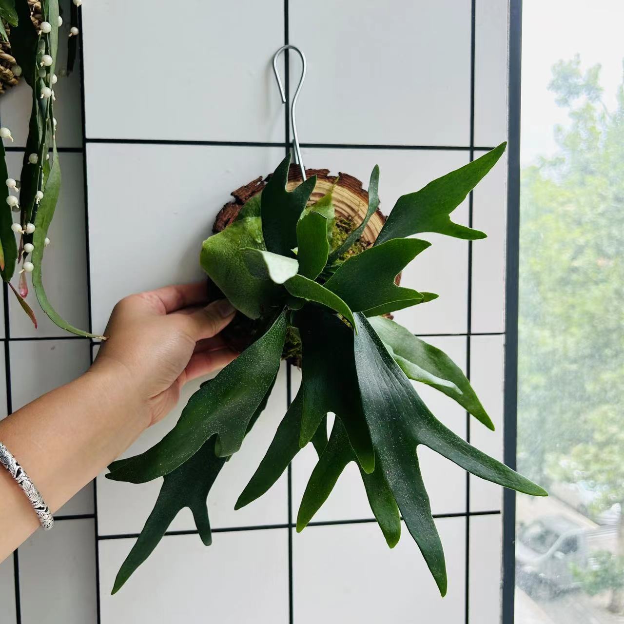 鹿角蕨板植挂板二岐鹿角蕨观叶植物苔藓蕨类懒人植物垂吊悬挂植物 - 图1