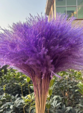 紫色蒲苇花束芦苇干花