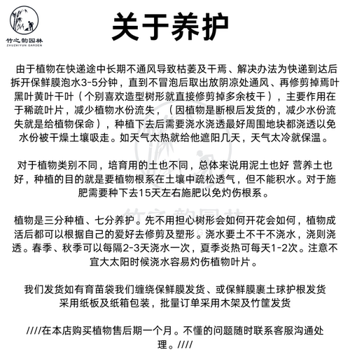 蓝雪花盆栽苗草本花卉庭院阳台耐热四季好养净化空气多年生植物 - 图0