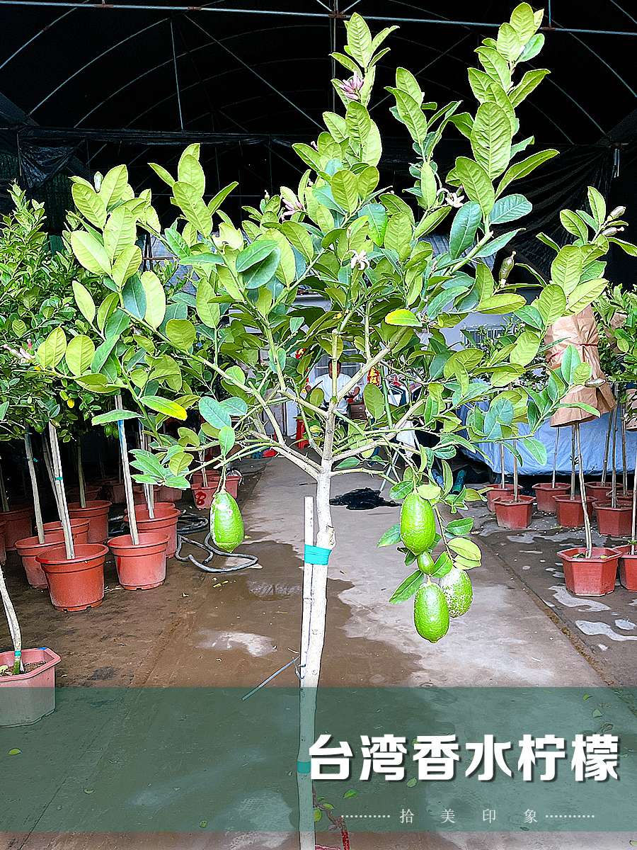 香水柠檬果苗盆栽阳台植物柚子苗香水柠檬带果可食用水果花园绿植-图1