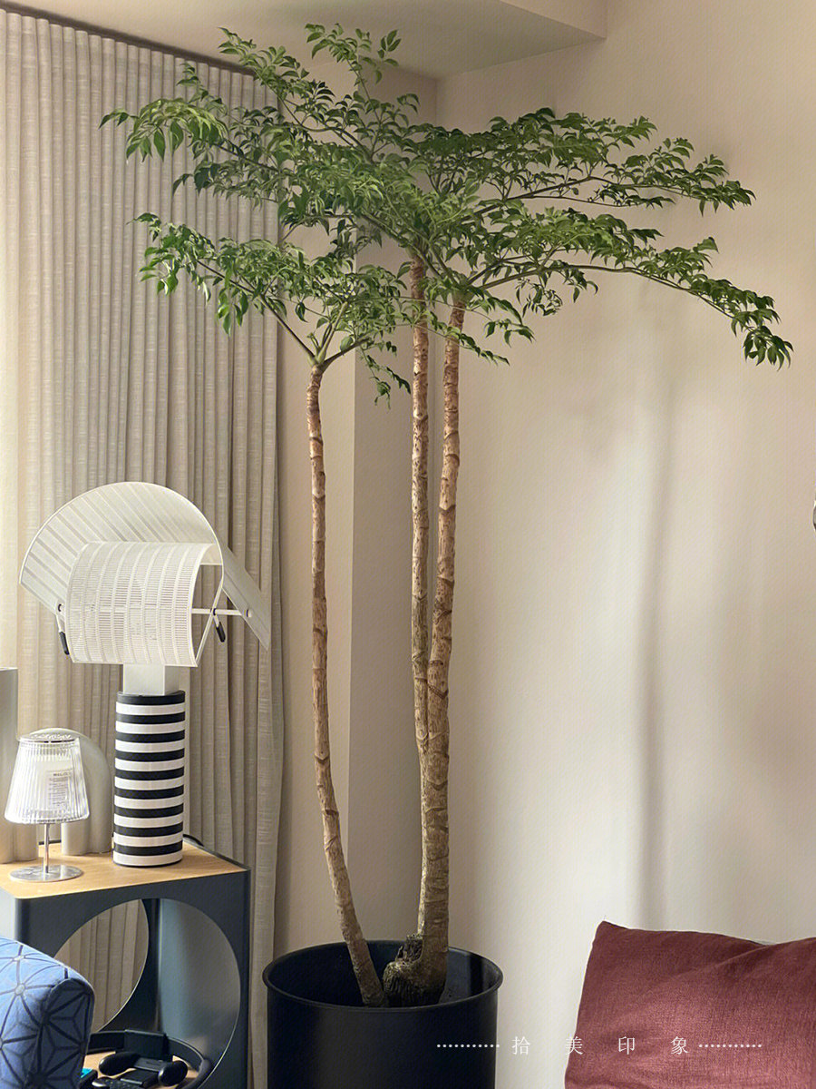 大型室内绿植幸福树盆栽客厅净化空气原生发财树阳台庭院造型盆景,淘宝优惠券,粉丝福利购,淘宝优惠卷