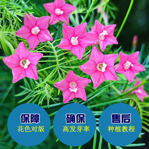 羽叶茑萝 五角星花粉白红援爬藤庭院阳台遮阴盆栽春播花卉种子籽 - 图1