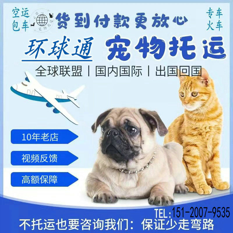 补运费宠物托运服务全国猫咪狗狗空运火专车汽运北京上海国际邮寄 - 图2
