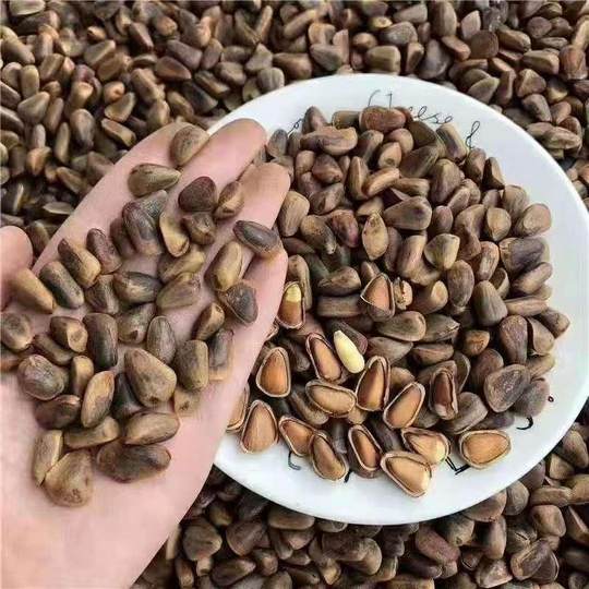 Northeast specialty Heilongjiang Yichun stir-fried original flavor 850 grains large pine nuts 500g