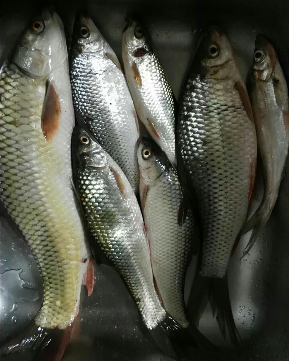 大麦红薯膏浓缩黑坑野钓小箹果酸鲤鲫鱼添加剂野钓钓鱼小药包邮 - 图0