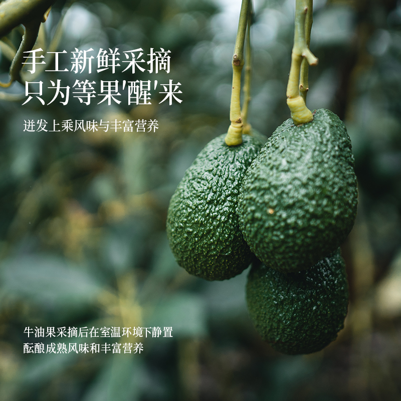 晟麦纯牛油果油1.5L进口冷榨儿童热炒酪鳄梨油热炒新鲜食用旗舰店
