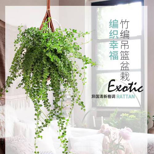 佛珠情人泪多肉植物吊兰爱之蔓长藤垂吊好养吊兰室内绿植防辐射 - 图2