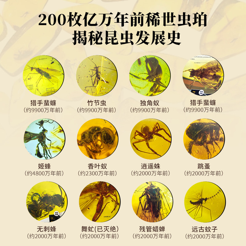 昆虫历史博物馆 动物昆虫百科全书昆虫标本彩图 小学生一二三年级阅读课外书昆虫记精装硬壳科普类书籍昆虫动物图鉴虫珀科普绘本书