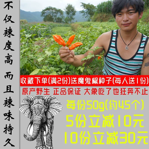 Подлинный 50 граммов подлинного индийского дьявола сухой перцы чили, нос, пряный юньнанский пряный пряный супер острая посвящение