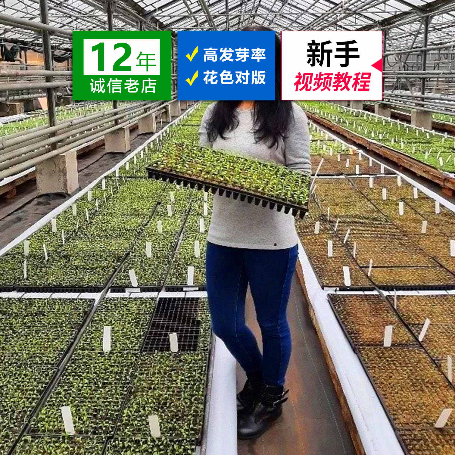 进口Syngenta*F1热吻勋章菊花种子四季开花四季种室内易活多年生-图0