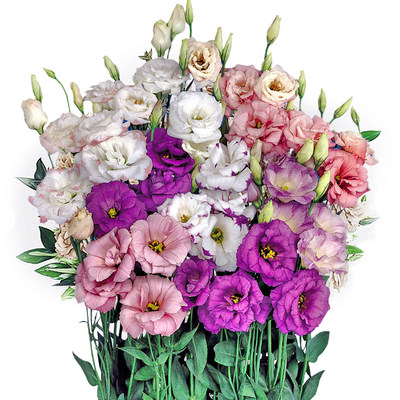 夏夏花店 阿琳娜 Abc 洋桔梗重瓣切花进口花种子四季播种室内易活 虎窝淘