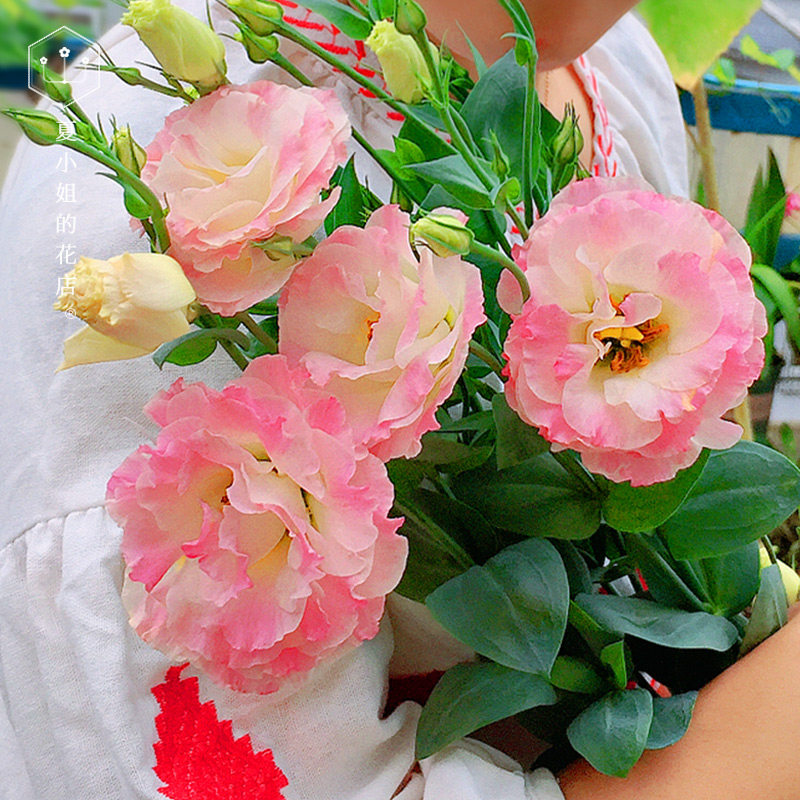 夏夏花店 阿琳娜 Abc 洋桔梗重瓣切花