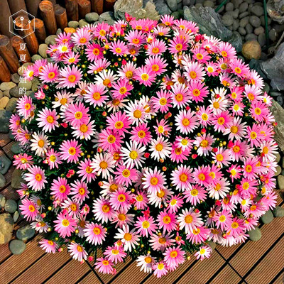 夏夏花园 玛格丽特花苗耐寒耐旱带土植物阳台室内盆栽花卉爆盆hm 虎窝淘