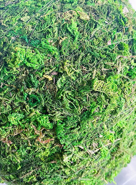 创意永生苔藓球样板房橱窗商业摆件绿植布景diy造景趣味装饰干花
